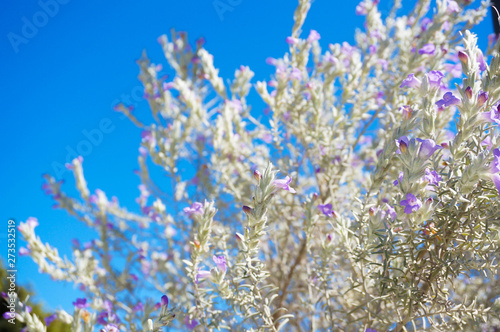flowers on background of blue sky