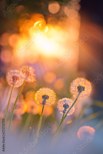 Meadow dandelions in the Park at sunset.