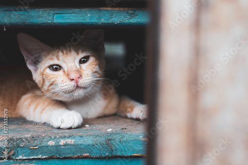 Photography Stray kitten,cat in the city
