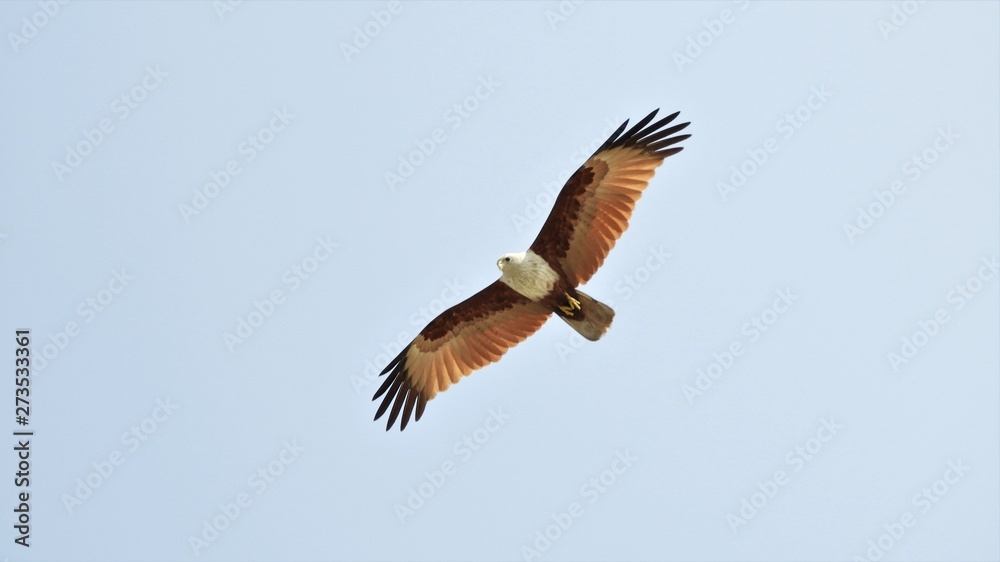 Obraz premium eagle in flight