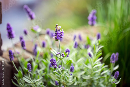 Lavender flowers in the garden  beautiful herbs. soft focus