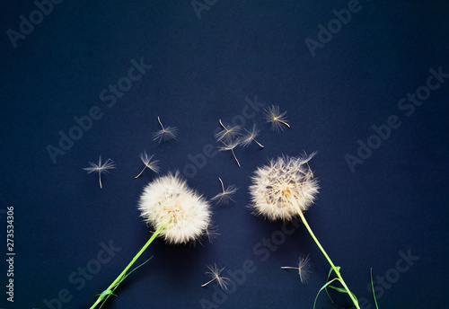 Creative background with white dandelions inflorescence. Concept for festive background or for project.