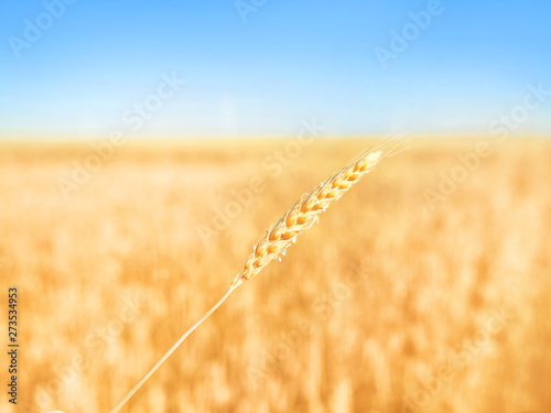 Yellow ear of rye against r...