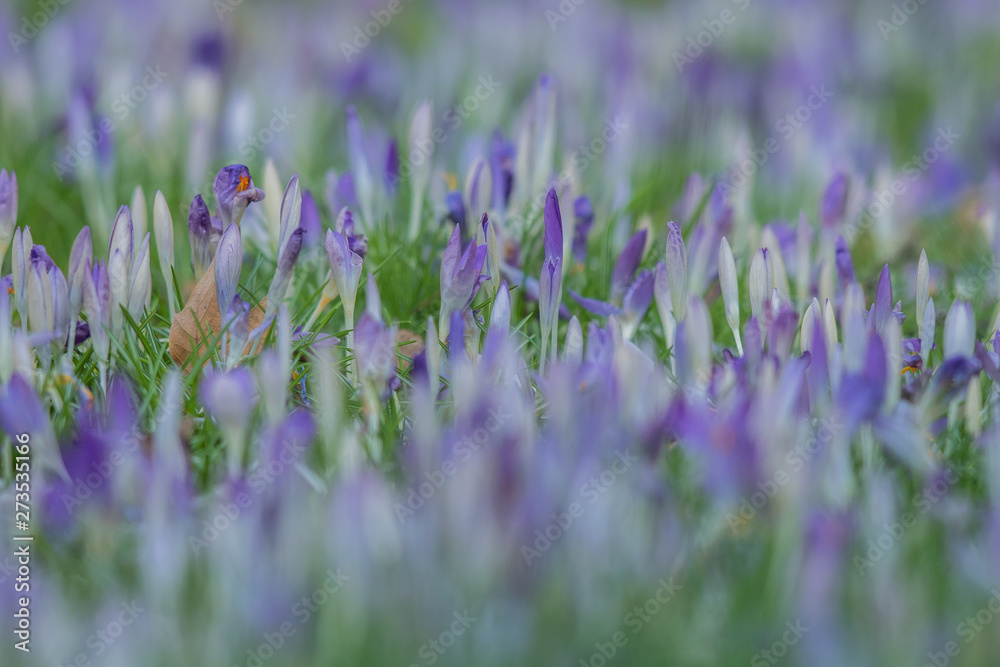 Naklejka premium Krokusfeld