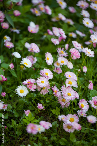 Bellis perennis is a common European species of daisy, of the Asteraceae family 