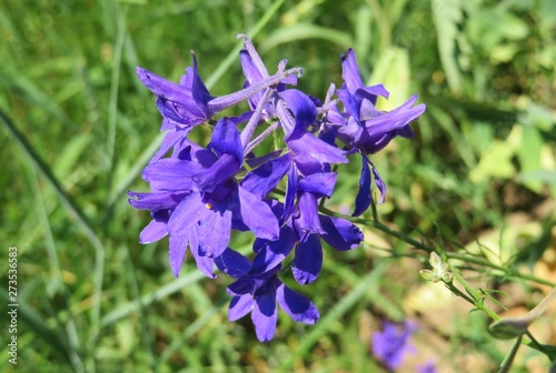 Fototapeta Naklejka Na Ścianę i Meble -  Beautiful Larkspur flowers in the meadow, closeup