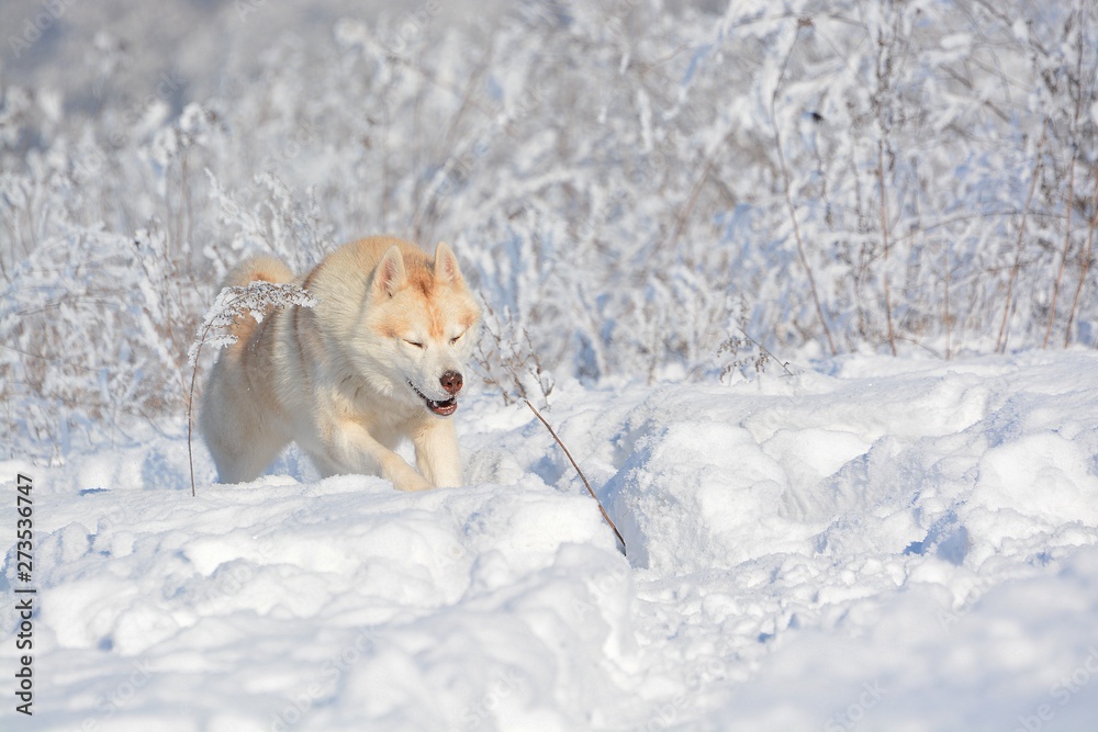 dog in snow dog in snow