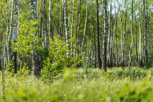 lawn in a birch grove in summer