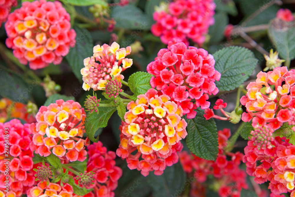 Close up on Lantana flowers, vibrant magenta pink orange and yellow. They are native to tropical regions of the Americas and Africa but exist as an introduced species in numerous areas Close up on Lantana flowers, vibrant magenta pink orange and yellow. They are native to tropical regions of the Americas and Africa but exist as an introduced species in numerous areas