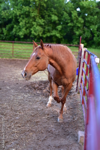 Horse in pen and stable