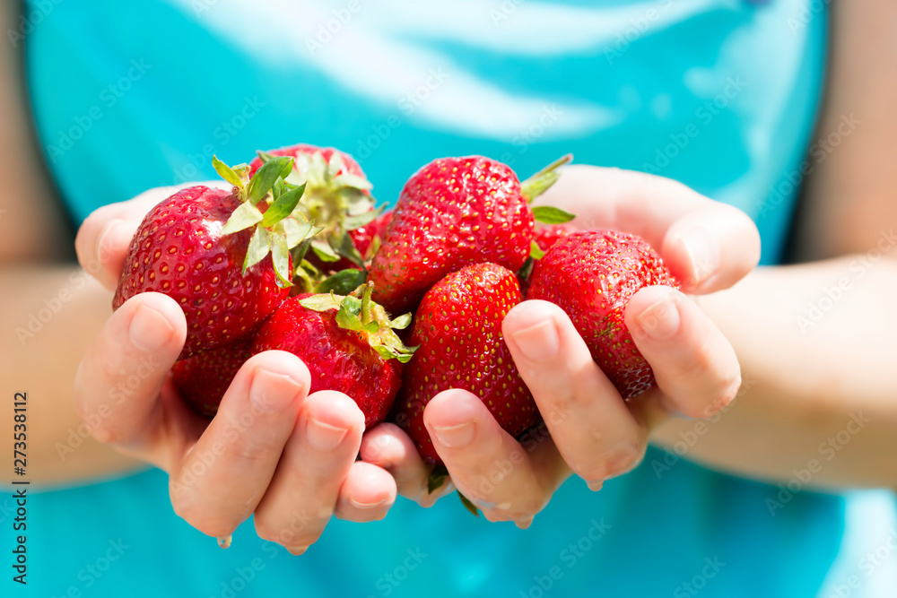 Obraz premium Female hands holding fresh strawberries