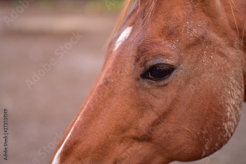 Horse in pen and stable © BradleyWarren