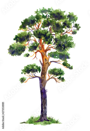 Pine, watercolor illustration on white background, isolated.