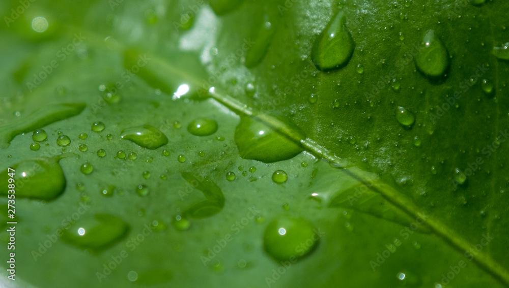 Raindrops / dew drops on the fresh green leaf. Close up, shallow depth of field. Raindrops / dew drops on the fresh green leaf. Close up, shallow depth of field.