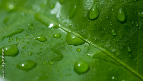 Raindrops / dew drops on the fresh green leaf. Close up, shallow depth of field.