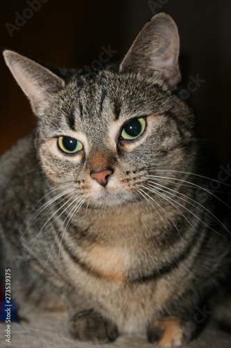 Wallpaper Mural Katze Shila Torontodigital.ca