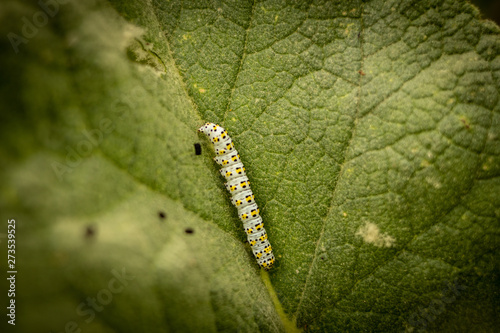 Green Caterpillar o a leaf