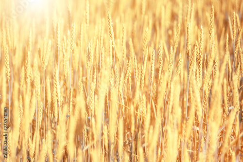 Bright golden rye field wit...