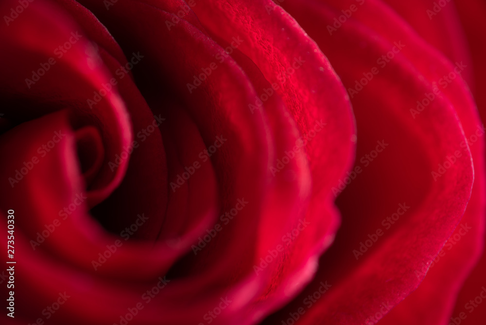 Beautiful macro photography of flowers from the garden Beautiful macro photography of flowers from the garden