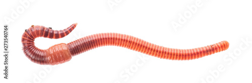 Macro shot of red worm Dendrobena earthworm live bait for fishing isolated on white background. photo