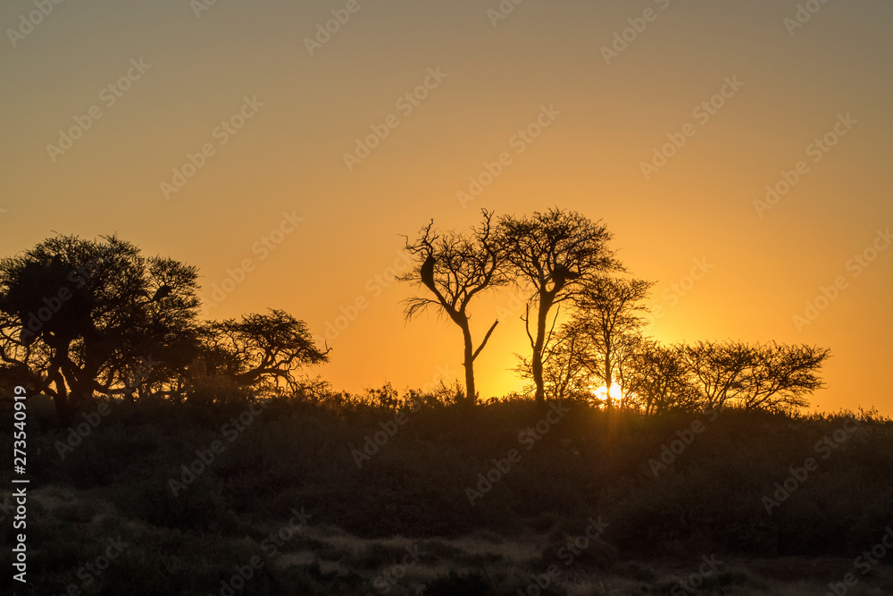 Köcherbäume in Namibia im Abendrot
