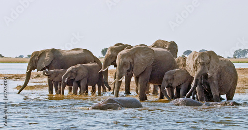 Elefanten-Herde am Chobe im Etosha Nationalpark in Namibia