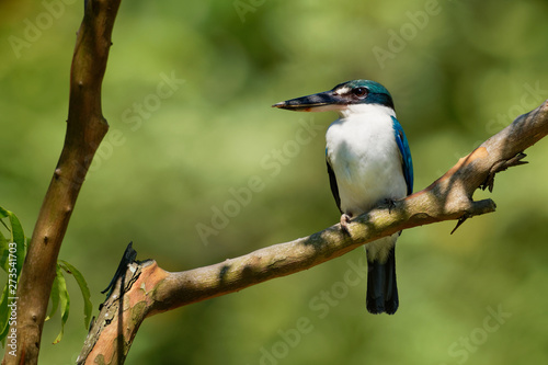 Collared Kingfisher - Todiramphus chloris medium-sized kingfisher subfamily Halcyoninae, the tree kingfishers