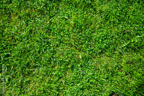 Green lawn for background from the backyard of the house. Nature