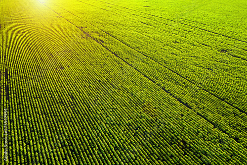 Obraz na płótnie Agricultural field at sunset aerial view w salonie