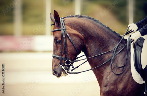 Portrait sports stallion in ammunition. Dressage horse.