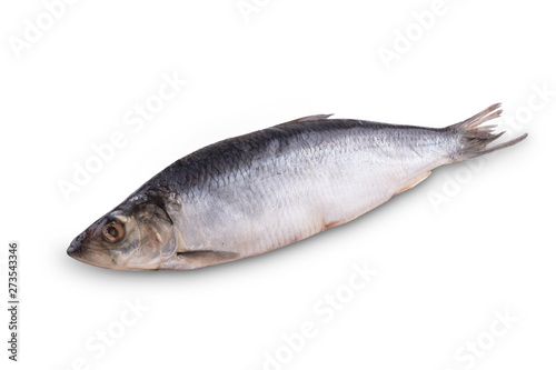 Herring fish on white background