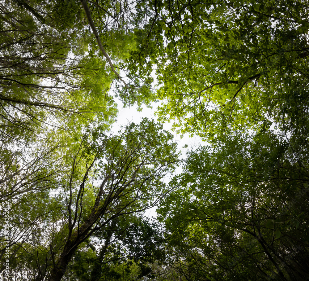 beautiful mysterious forest, bottom view on beech trees and treetop crowns in springtime beautiful mysterious forest, bottom view on beech trees and treetop crowns in springtime