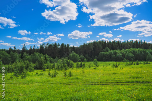 Summer meadow landscape with green grass and wild flowers on the background of a coniferous forest and blue sky.