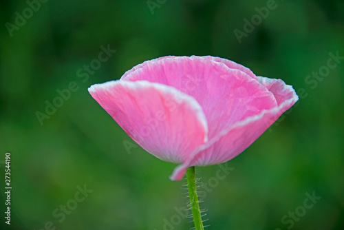 FLOWERS - red poppy on green