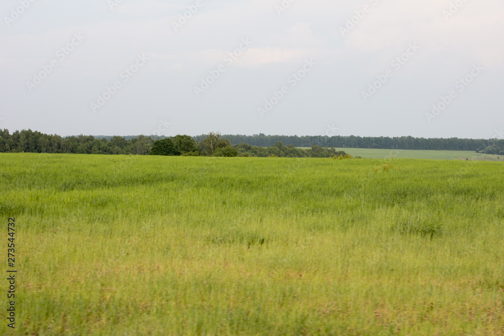 Green field and meadow. Summer and nature. Green field and meadow. Summer and nature.