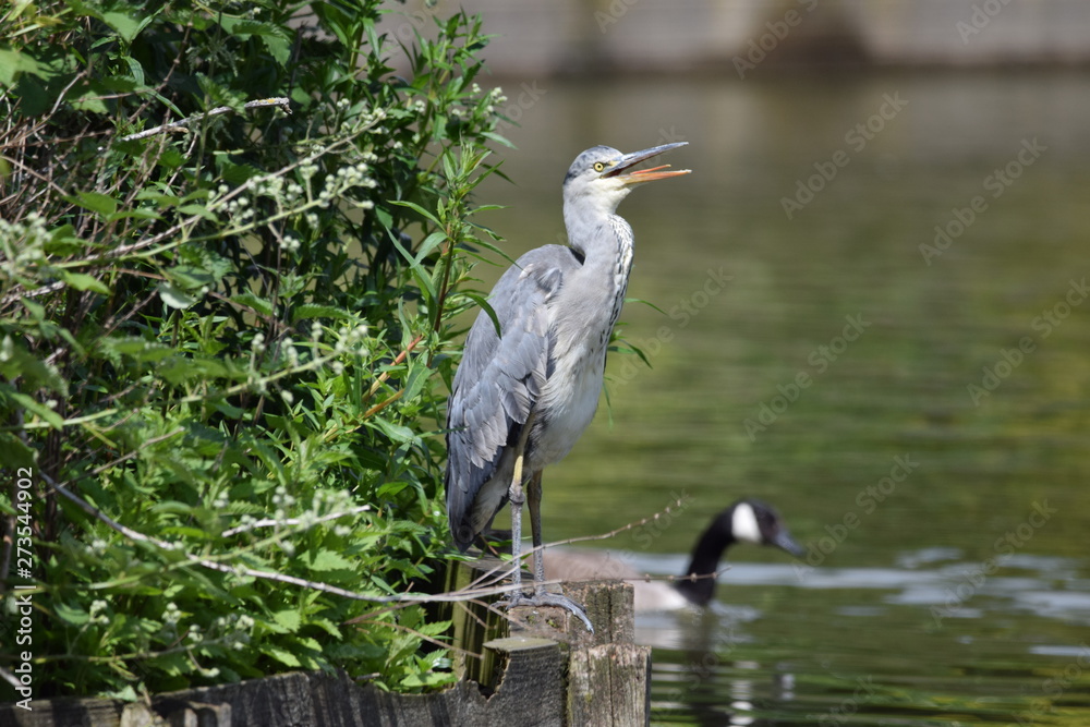 Naklejka premium A heron with its tongue visible