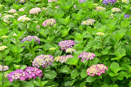 The flower language for hydrangea varies with color.