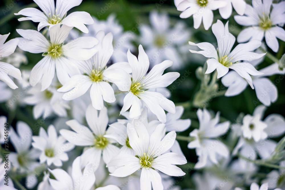 Fototapeta premium Cerastium tomentosum(Snow-In-Summer) flower bushes in garden 