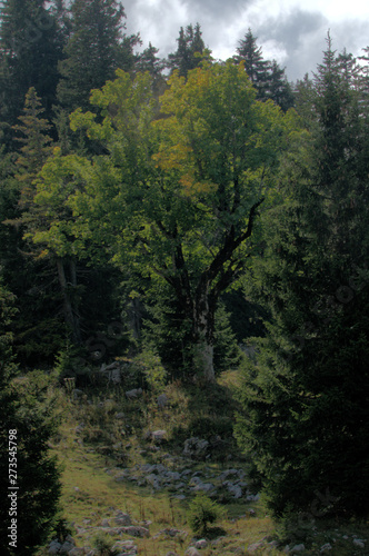 Maple on Palfries in Autumn, Swiss Alps