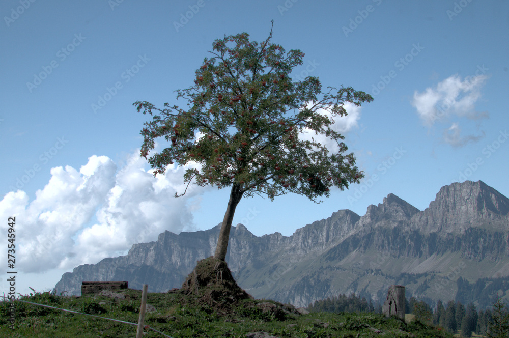 Mountain ash tree in late Summer on Palfries meadows above Walenstadt, Swiss Alps Mountain ash tree in late Summer on Palfries meadows above Walenstadt, Swiss Alps
