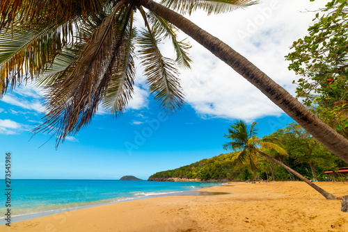 Fototapeta Naklejka Na Ścianę i Meble -  Coconut palm tree leaning over La Perle beach in Guadeloupe