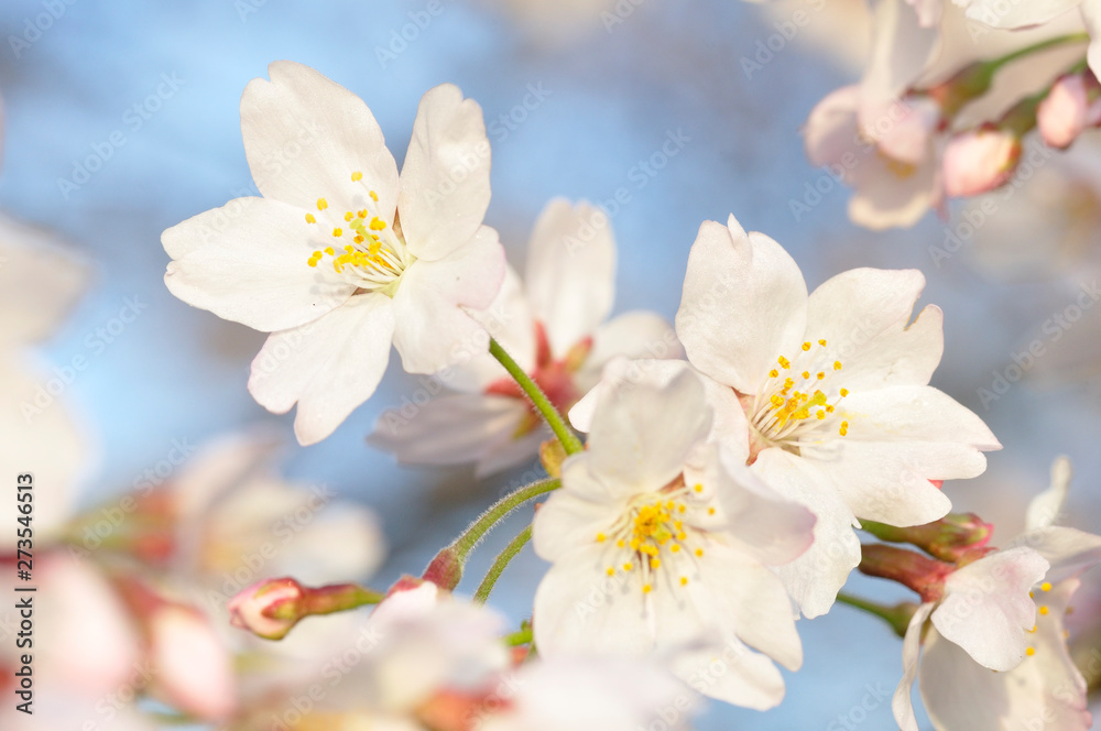 桜咲く