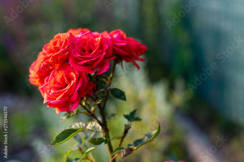 Beautiful Red rose flower. Background