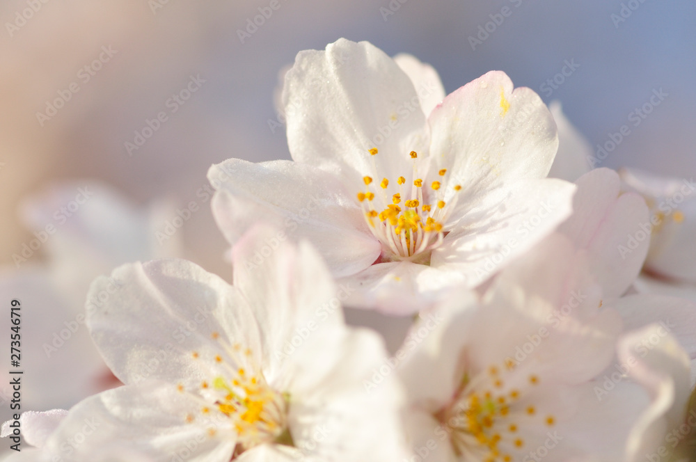 桜咲く