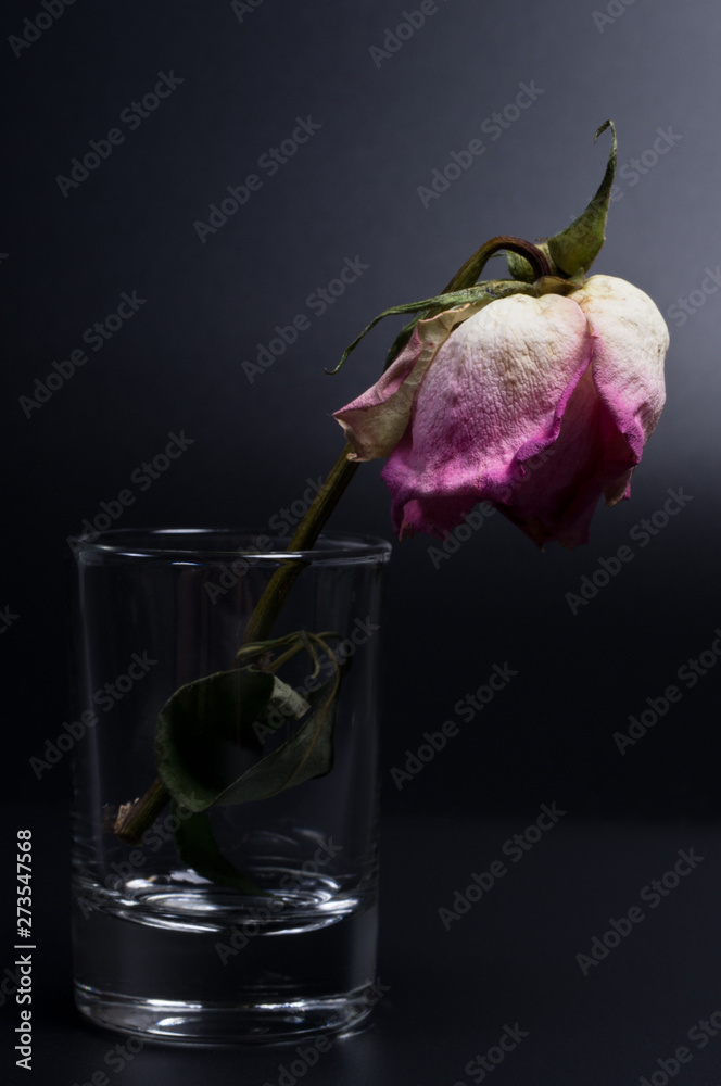 Fototapeta premium One withered rose in an empty glass on black background