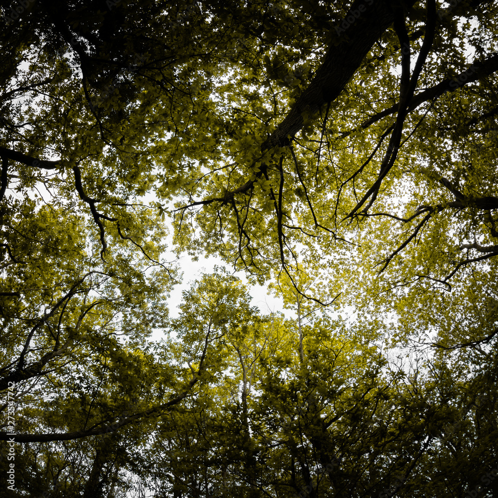 Fototapeta premium beautiful mysterious forest, bottom view on beech trees and treetop crowns in springtime