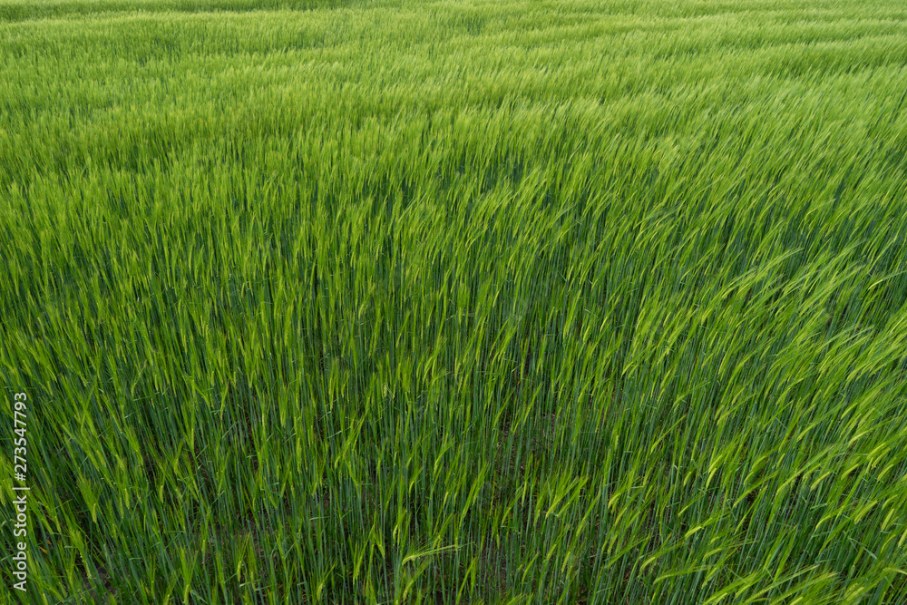 Field of unripe green wheat with ears. Beautiful field, great design for any purposes. Green backdrop. Growth harvest. Food concept. Beautiful countryside landscape. Healthy food. Green farm. Field of unripe green wheat with ears. Beautiful field, great design for any purposes. Green backdrop. Growth harvest. Food concept. Beautiful countryside landscape. Healthy food. Green farm.