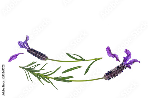 French lavender flowers isolated on white background with copy space above