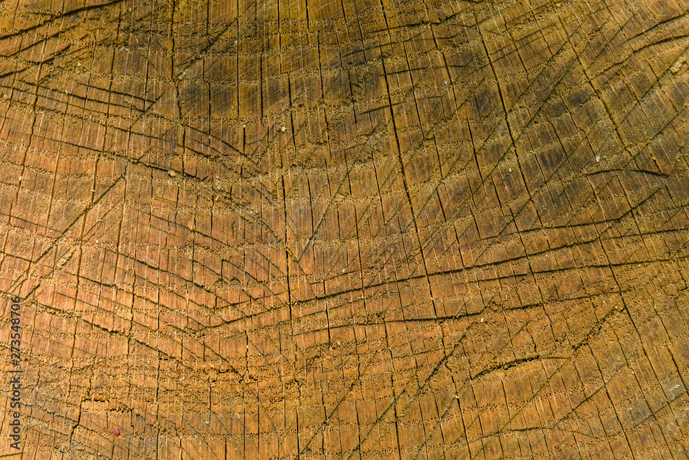Fototapeta premium Natural wooden texture for the background. Cross section