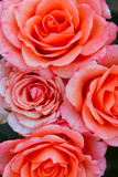 Cropped Shot of Colorful Flowers. Roses, Close Up. Abstract Nature Background. Beautiful Roses Background.